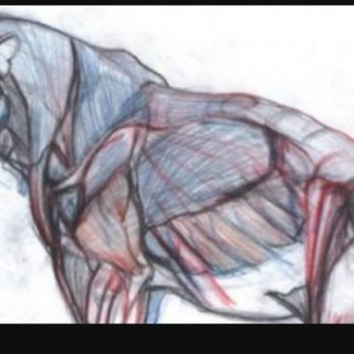 NMA / New Masters Academy – Introduction to Animal Anatomy